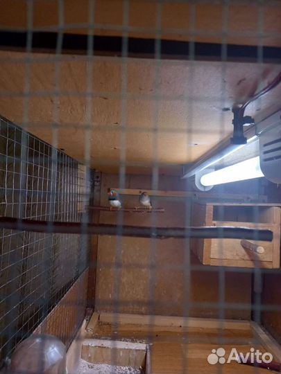 Зебровые,японские,рисовые амадины