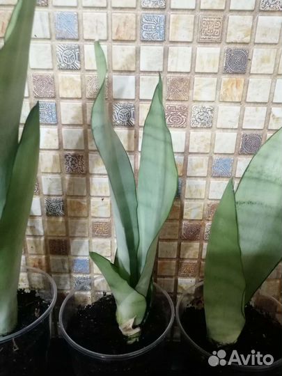 Сансевиерия Муншайн