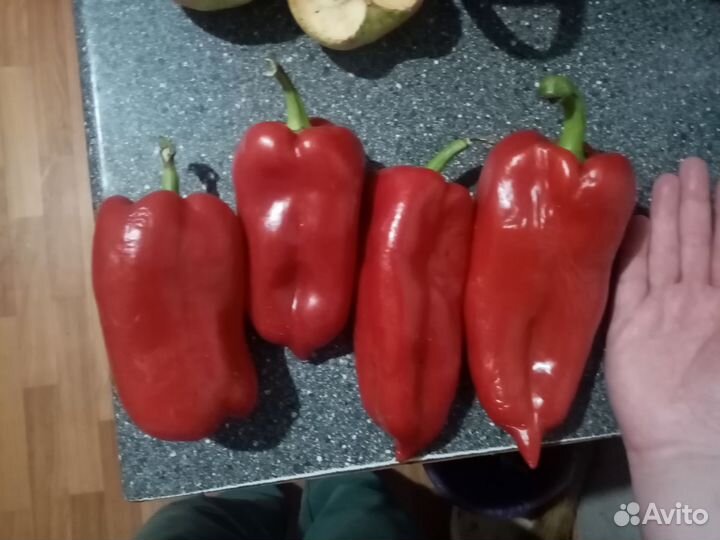 Балгаский перец (сладкий) Семена