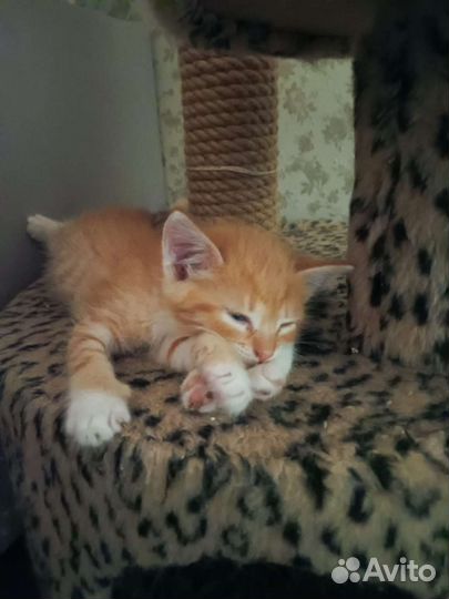 Котята мальчики и девочки ищут дом