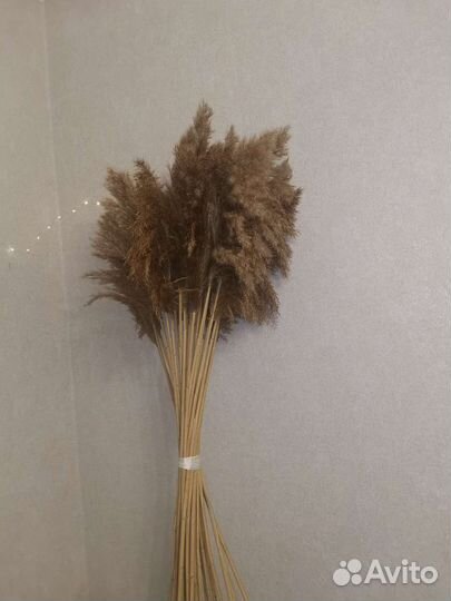 Сухоцвет, Пампасная трава