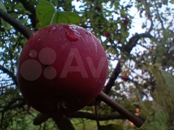 Дача 20 м² на участке 10,9 сот.