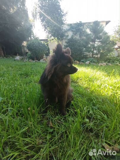 Померанский щпиц