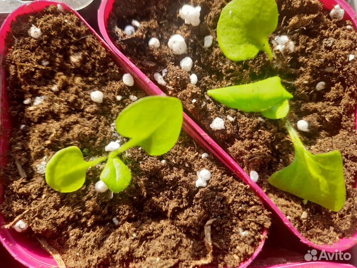 Рассада: петуния мультифлора дот стар дарк виолет