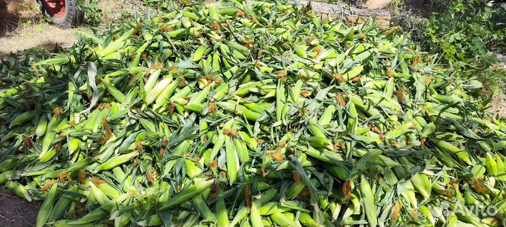 Сладкая кукуруза