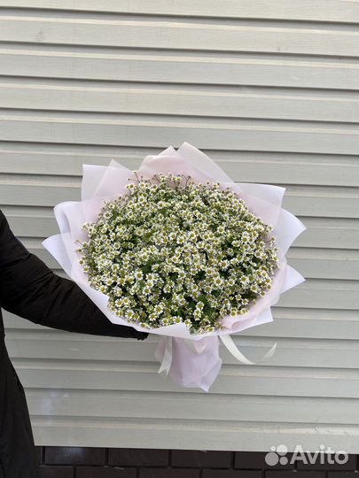 Букет из 51 кустовой ромашки