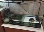 Черепахи с аквариумом