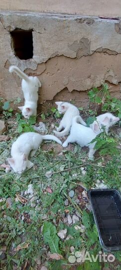 Котята разных возрастов
