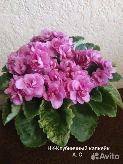 Детки сортовых фиалок