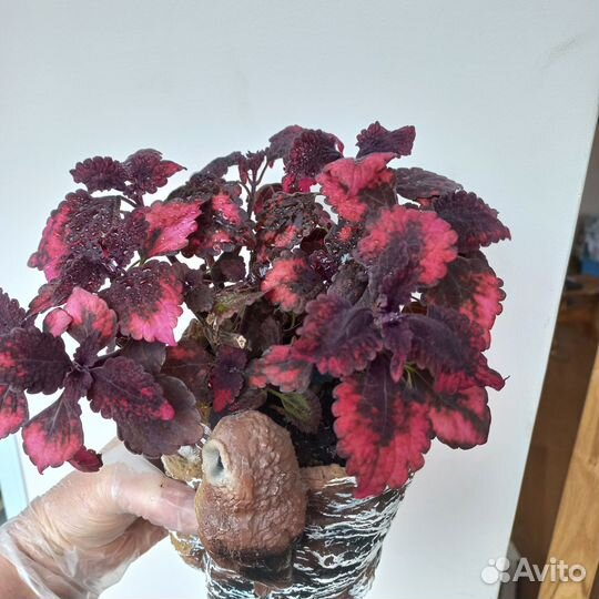 Колеус