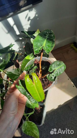 Филодендроны биллитау