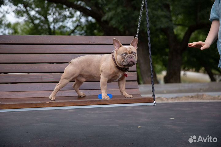 Французский бульдог кобель вязка