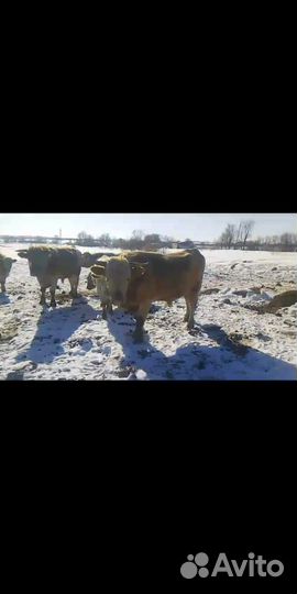 Быки сементалы