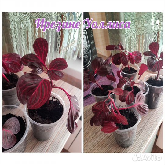 Комнатные растения цветы