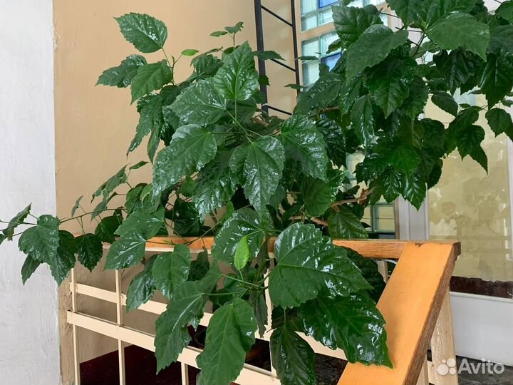 Роза китайская или гибискус (дерево)