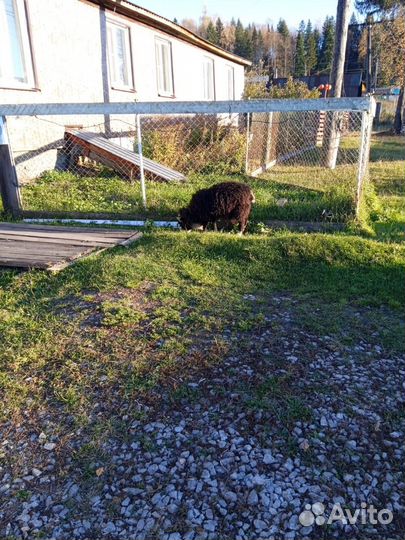 Продам барашка