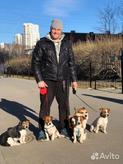 Дрессировка собак кинолог