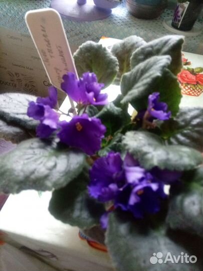 Цветущие фиалки