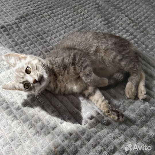 Кошка в дар бесплатно