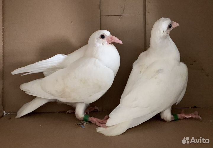 Голубиный помет