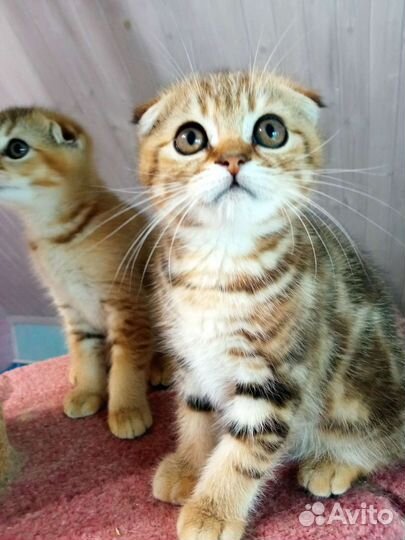 Котики с документами золотые