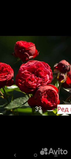 Саженцы розы