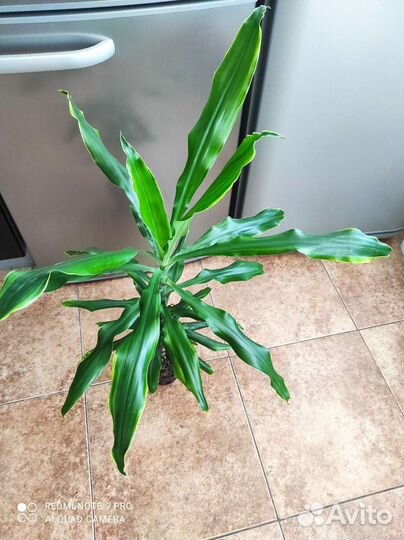 Шефлера, драцена, фиалки, замиокулькас, фикус