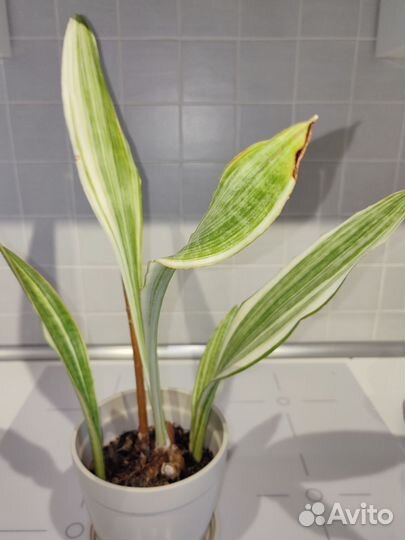 Сансевиерии металлика,масониана,череночки адениума