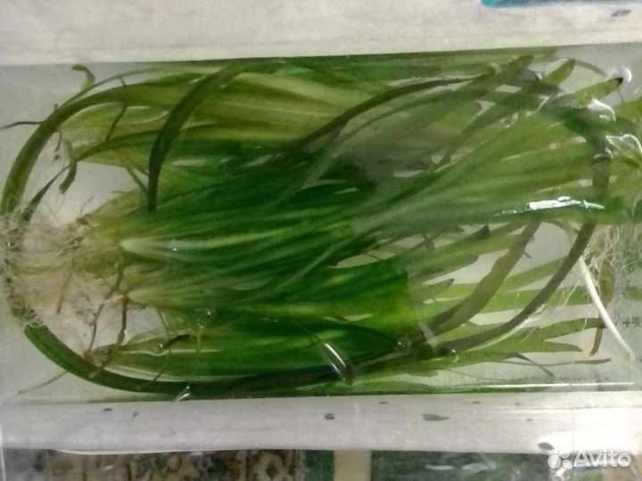 Валлиснерия прополка