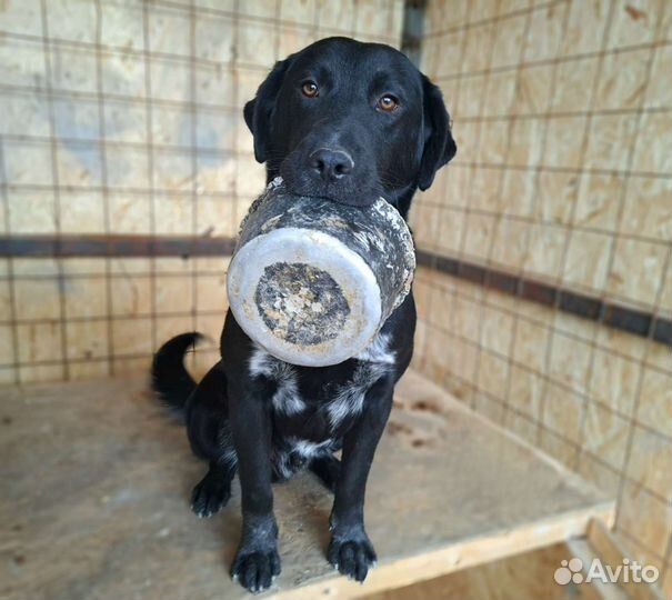 Щенок в добрые руки