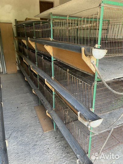 Клетка для выращивания кур