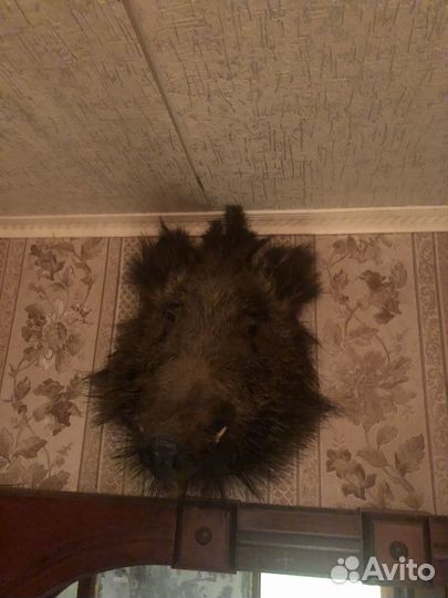 Чучело головы кабана