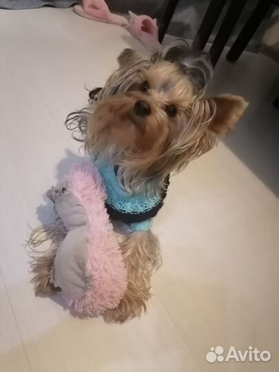 Йоркширский терьер