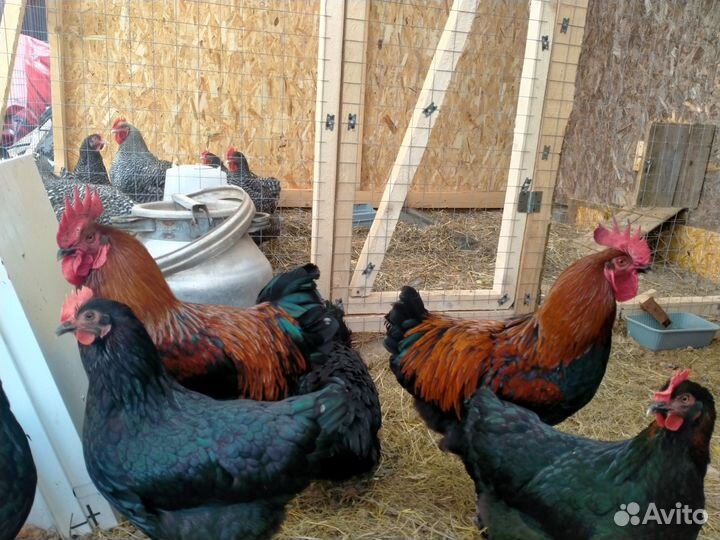 Петух породы Маран чёрно медный 8 месяцев