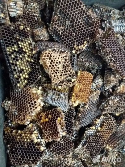 Темные соты для разведения московой моли(огневки)