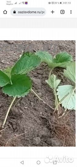 Усы клубники