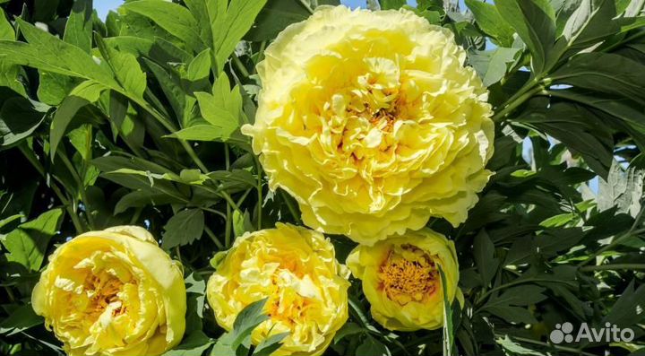 Сортовые коллекционные пионы