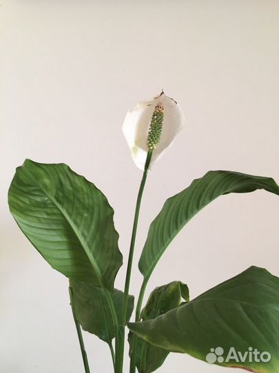 Спатифиллум