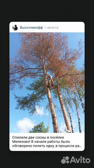 Селивановский район спил аварийных деревьев