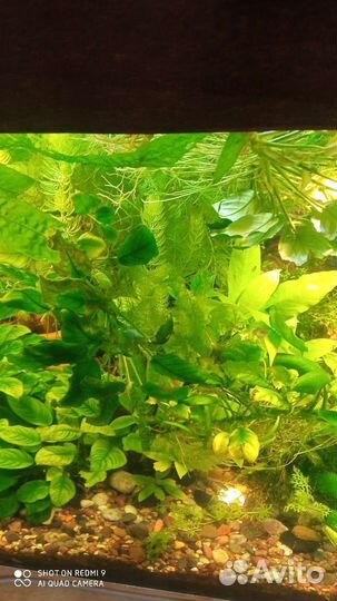Аквариумные растения анубиас