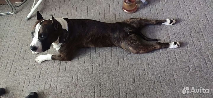 Вязка стаффордширский терьер Бесплатно