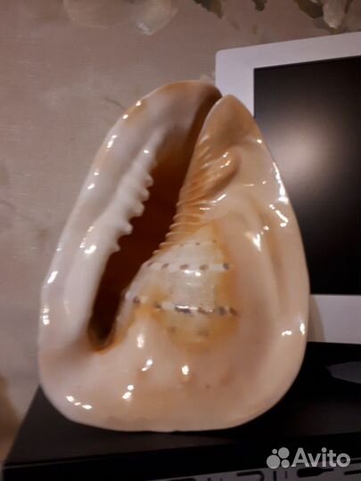 Огромная ракушка