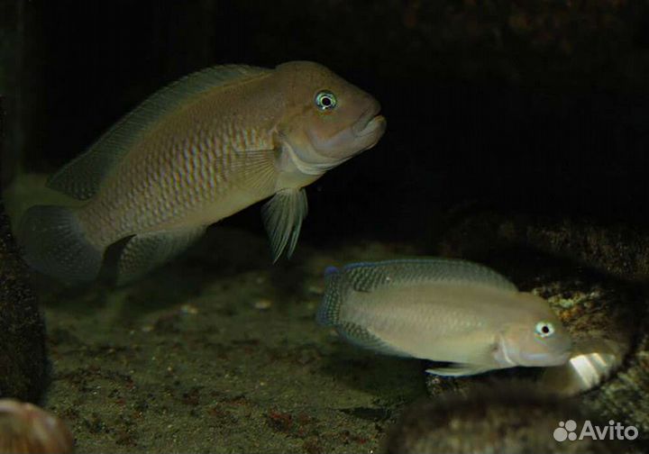 Тельматохромис темпоралис 