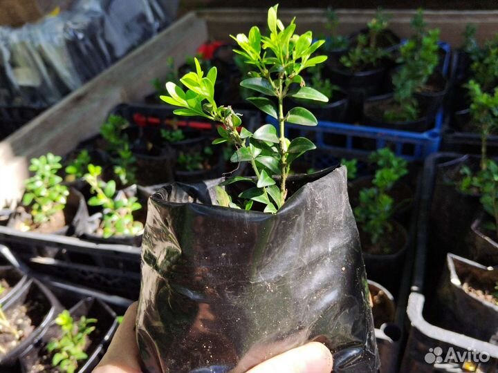 Саженцы самшит буксус