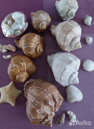 Ракушки для аквариума