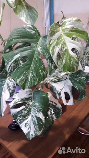 Монстера вариегатная alba