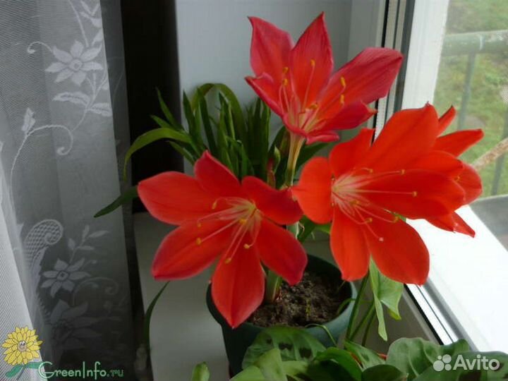 Цветок валотта