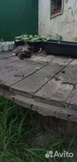 Котенок девочка