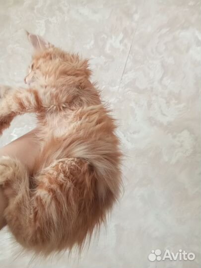 Котята мейн-кун