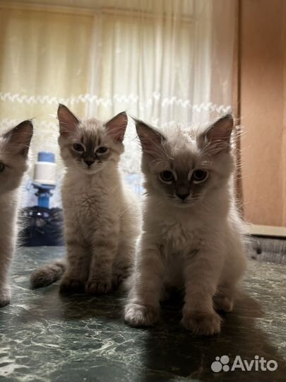 Невская маскарадная